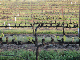 Zinfandel - click photo to enlarge