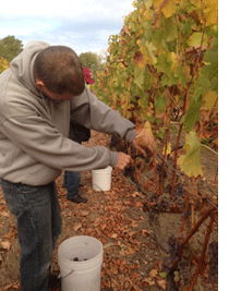 Havesting the last of the grapes - click photo to enlarge