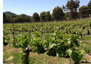 Vineyard in the Spring - click photo to enlarge!