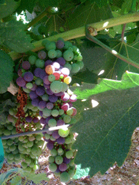 Veraison in the Vineyard - click photo to enlarge!